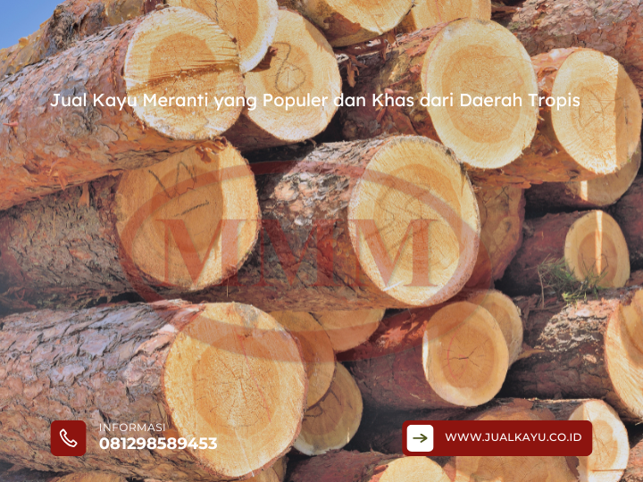 Jual Kayu Meranti yang Populer dan Khas dari Daerah Tropis