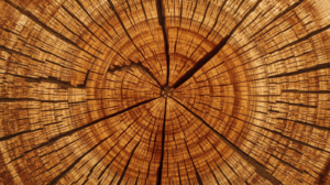 Rahasia Daya Tahan Ekstrem Kayu Bengkirai